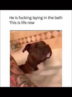 Funny and cute dogs compilation 🤣 🥰. #funnydog #funnypet #cutedog #dogoftiktok #doglover #dog 