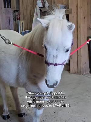 It's so hard to be Bee. #carriagedriving #minihorse #miniaturehorse #thistlebeeminis #thistlebeeminiatures #pony #honeybee 