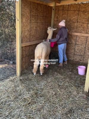 Slowww progress but the alpacas we rescued a couple of months ago are making amazing progress!! Patience & love is key 🥰🥰🫶🏻🫶🏻 wait until the end for a big progress!!!!  #farm #alpaca #alpacas #rescue #rescueanimals #fyp 