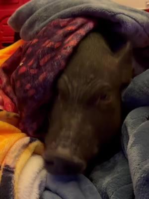 First, lettuce. Second, burrow in the blankets.  #pigtubewithchucky #pig #pigs #piggy #minipig #minipigs #minipigsoftiktok #pigtok #pigsoftiktok #petpigs #indoorpig #petpig #pet #pets #PetsOfTikTok #animal #animals #animalsoftiktok #cute #fun #asmr #asmrsounds #asmrsounds #asmrvideo #asmrtiktoks #asmrfood #fyp #foryoupage #foodies 