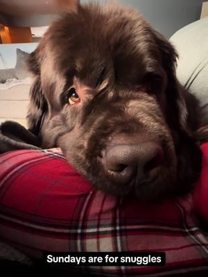 Sunday bear snuggles 🤗 #newfoundlanddog #snugglepuppy 