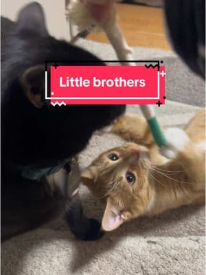 Goose stole it from Binx so quick. Good thing it comes with 3! #cattoys #orangecatbehavior #littlebrothers #catsoftiktok #tts #TikTokShop #newtoys