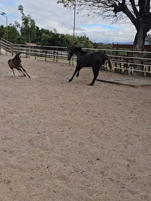 potros de Rancho Las Lomas #warlander  #caballoespañol  #ipalafer2025  #quinceñera  #williapinto  #rancholaslomaschiquimula #viral #Guatemala #Chiquimula #UnitedStates 