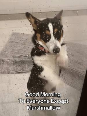 Good Morning to everyone except Marshmallow who won’t let me shower in peace. Happy Sunday Scaries, unfortunately, Monday is almost here. This is what I imagine goes thru her head while thinking she really can get thru the glass. #morningswithmomo #pembrokewelshcorgi #corgisoftiktok #welshcorgi #welshcorgipembroke #corgipuppy #marshmallow 