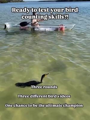 But really….we do see more birds than we can count!  Join us for a paddling adventure through a beautiful bird preserve featuring a wide variety of wildlife and gulf coast beaches!  📍Shell Key Preserve, Florida (near St. Pete) #birding #birdsofinstagram #birdnerd #wildlife #floridawildlife #ecotour #clearkayak #stpete #thingstodostpete #tampa #thingstodotampabay #adventuretravel #guidedtour #vacationideas