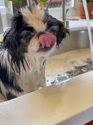 Tubby one!  #piggydippin #dogbath #japanesechin 