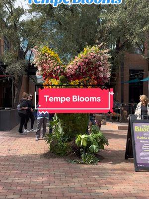 Looking for something fun and free this weekend? Check out Tempe Blooms Jan 25-26th on Mill Ave! #eatlocalphoenix #PhoenixFoodie #AZFoodie #tempe #tempeblooms #azevents #thingstodoinaz 