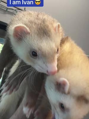 #lolanrita #ferretcommunity #ferretadoption #cuteanimals #babyanimals #doppelganger #ferretslove #ferretsforever #ferretsareawesome #archie 