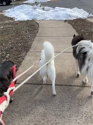 They’d all be kicked out of a pack walk so fast 🤦🏻‍♀️😂 #thatonedogmom #dogmom #siberianhusky #pitbull #dogwalk #walkmydog  