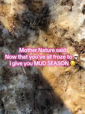 Its my least favorite season #mountainofmisfits #farmtok #minicows #chickens #farmlife #animals #cows #mud #mudseason 