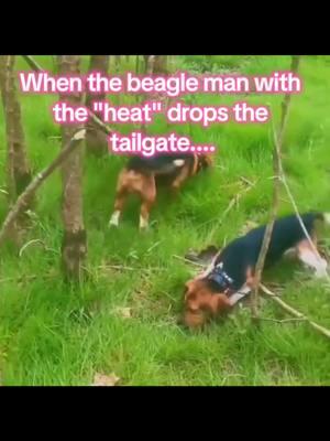 It's a lil jokey joke, or is it? 🤔 #beagles #foxhounds #halfandhalf #foxbeagle #deerhounds #slowtippinbeagles #deerhunters #bigdogs #deerhoundsoftiktok #houndsman #ladyshoundsman #womenhunttoo #sc #walkerdogs #doghuntercheck #houndsmanofticktock 