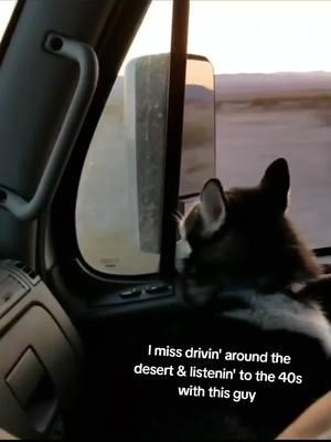 #trucking #truckdriver #husky #siberianhusky #americandesert #desert #arizona #i10 #truckinglife #roaddog #huskylife #huskiesoftiktok 