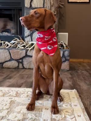 We ready!! #chiefs #chiefsfootball #afcchampionship #chiefsvsbills #nfl #dog #vizsla #vizslapup #puppy #puppiesoftiktok #dogsoftiktok #sheddog #birddog #pointer 