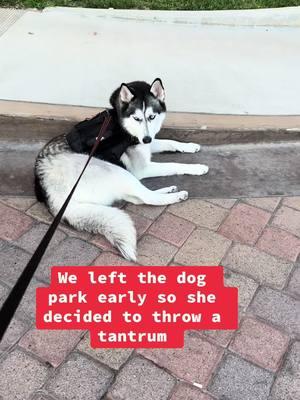 Everyday my Husky has a new reason to throw a tantrum.. #huskyattitude #huskylifestyle #dogtantrum #huskytok #funnyhusky 