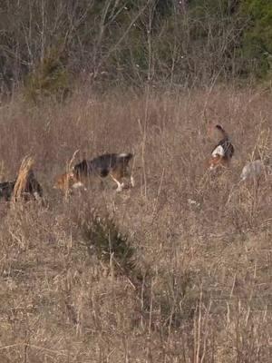 Got out yesterday and chased some rabbits! #foryoupage #Outdoors #fyp #viral #heartofkentuckyoutdoors #hunting #rabbit #huntingdog #huntersoftiktok #rabbitdogs #beagles #rabbitseason 