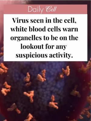 #dailynews || Be on the lookout for any viruses in your cell. || #Science #scienceismagic #scienceexperiments #scienceathome #sciencetok #stem #stemlife #bio #sciencetok #biology #biologymajor #biomed #cell #organelle #virus #whitebloodcell #bloodcell #daily #news #newschannel #dailycell #Minecraft #dailychannel #originalcontent 