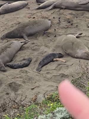 It's baby season for the elephant seals!! #elephantseal #baby #babies #sansimeon #friendsoftheelephantseals #cambria #coolhuh #fyp 