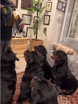 Part 4 Live: The 5 Rs say yall know our Dad can’t sang!😂🎼🎬🐶🐶🐶🐶🐶❤️💯#dogsoftiktok #fyp #influencer #georgia #dc #california #dogsontiktok #rottweilerfamily #rottweiler #rottweilerpuppy #rottweilers #fypシ #fypage #dog @New Edition Official @bobbybrownfanclub @ralphtresvant @johnnygillofficial @BBD POISON 