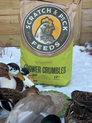 High quality ingredients matter a lot to us, so having access to a feed that is USDA certified organic AND grown here in the USA is everything we look for! Scratch and Peck is suitable for both your chicken and ducks!  Use code “quacker15” at the link in my bio for a discount on your first order of scratch and peck! There’s no better time than now to hook your feathered friends up with a high quality diet. @Scratch and Peck Feeds  #duckfeed #chickenfeed #organicpoultryfeed #organicchickenfeed #backyardflock #homestead #chickenfeed #scratchandpeckfeeds #scratchandpeckpartner #ducksoftiktok #ducks #chickens