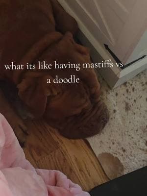 they don't call them the sloth breed for nothing. mastiffs are forever lazy lugs. the doodle and dane, not so much  #theresalotofdogsinhere #7dogs #pack #mastiffsoftiktok #doguedebordeaux #frenchmastiff #daniff #dane #bernedoodle #twoverydifferentdogs 