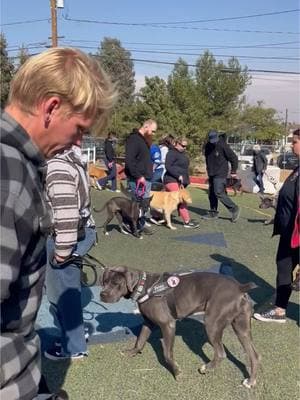 All different breeds, sizes, training levels all enjoying group class.  If you like to join us reach out and join the fun.  #DogTraining #pets #dogs #funinthesun 