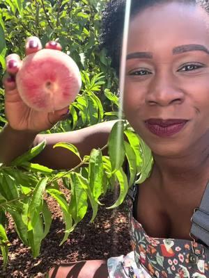 We live in an urban environment with limited space, and we have an orchard with 8 stone fruit trees (nectarines, peaches, plums, pluots, cherries, etc.).  Here are some creative ways we add fruit trees to our small space: 1. Espalier - this strategy allows you to your tree to grow horizontally up against a wall, fence or trellis.  2. Fruit cocktail tree - this type of tree has multiple varieties of fruit grafted onto a single tree.  3. Miniature dwarf tree- these trees grow of maximum of 6-8 feet tall and are perfect to grow in a large pot.  What’s on your fruit wish list? . . . #gardentok #orchard #garden #gardener #backyardgarden #gardening #growfood #containergardening #gardeningtips 