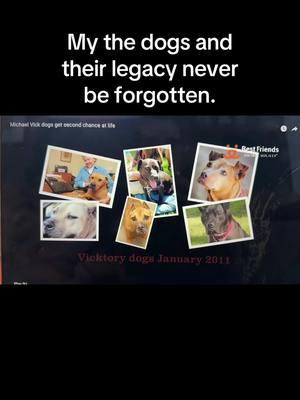 My the legacy of the #vicktorydogs never be forgotten.  #enddogfighting #lifeafterdogfighting #dogfightingsurvivor #dogfightingsurvivors #teamtillie #ohsesame #ourapplesauce #apbt #gamedog #gamedogs #gamebred #dogrescue #pitbull #pittiesoftiktok 