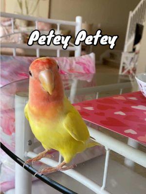 The end😂😂 #lovebird #birdsoftiktok #lovebirdsoftiktok #birbsoftiktok #birby #birdlover