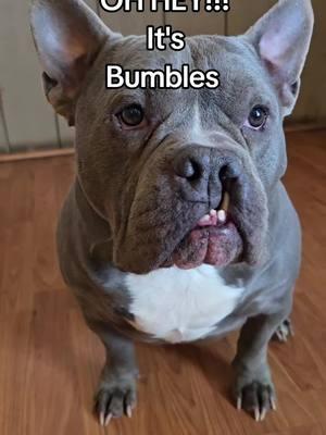 Open to US residents only #sorry #bumble #ValentinesDay #raffle #hurry before #bumble eats them all. #barksandtailsrescue #501c3 #dogrescue #Goodluck #everyone  @Tammy Burr139 