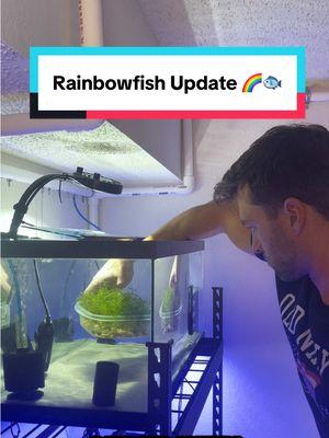 What’s going on with our rainbow fish? Around a week ago we introduced Java moss to our rainbow fish tank in hopes of getting some eggs… did it work? Today we find out 😄 #rainbowfish #fish #aquarium #fishkeeping #fishy #fishtank #update