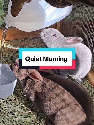 This is how it would look like if I didn't talk to my animals. #raisingrabbits #meatrabbits #livestock  #rexrabbit #hollandlop #newzealandrabbit #homestead #selfreliance 