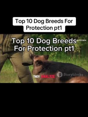 #germanshepherd #rottweiler #dobermanpincher top 10 dog breeds for protection part 1 #DogOwners #DogsOfTikTok #DogLife #PetLovers #DogTraining #DogCareTips #PetSafety #DogFacts 