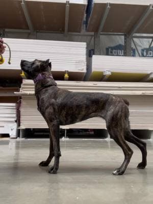 i absolutely LOVE when the pieces of the puzzle start to click in this dogs head 😌 #fypツ #bullherder #dutchshepherd #foryoupage 