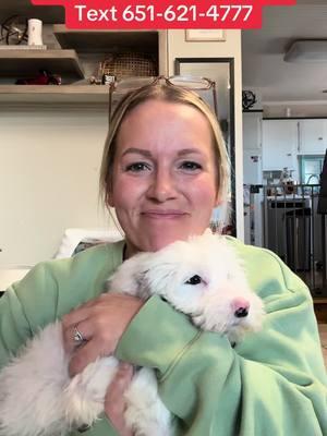 F1 Mini Sheepadoodle boy.  Meet Midnight from Kalani’s litter 🐾🐾 Rosemount MN #sheepadoodle #sheepadoodlepuppy #sheepadoodles #sheepadoodlesofinstagram #puppylover  #doodlemom  #doodlelovers  #dogstagram  #doodlesofinsta   #furbaby  #newbornpuppies  #cutepuppy   #Love #instagood #photooftheday #trending  #viral #sheepiedoodleacres  #puppies #puppiesoftiktok #virals #viralvideo #viralpost  funny puppies for kids cute silly puppies puppies for adoption 2024 cute small puppies breeds cute puppies best puppies to get cute puppy videos funny dogs cute puppy funny dogs video