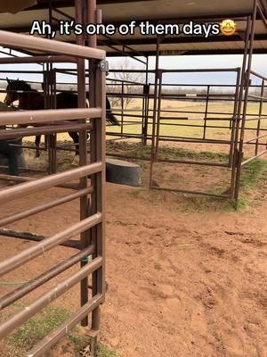 First time I’ve seen the sister chase her and dang that big girl can move😭 #fyp #westernhorses #westernhorsesoftiktok #horsesoftiktok #horses #trending #lovemyhubby😘😘😘 #blowthisup #arabian #offthetrack #retiredracehorse 