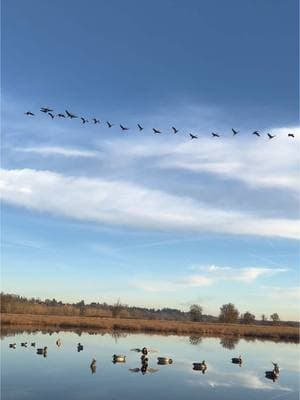 Is it just me or do cranes sound like what I think a pterodactyl would!? . #duckhunting #cranes #ducks #geese #waterfowl #hunting #hunt #nature #beautiful #winter #cold #ice #waterfowlhunter #happy #cheers