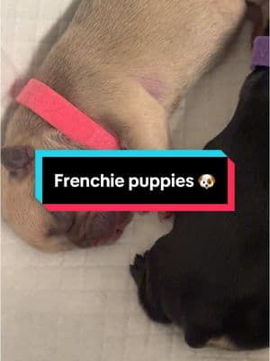 Ok we starting to get the hang of things 🥰🥰 #reshintheflesh #frenchie #breed #frenchiepuppies #nursingdog 