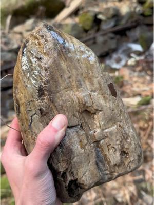 Out looking for cool rocks in the creeks again :) #rock #jasper #fossil #rockhound #washington 