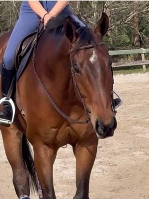 “i’m in derby’s fan club”-my mom when videoing 😭  #DerbyKruzeraqha #dreamlandfarmsfl #rideforchrome #equestriansoftiktok 