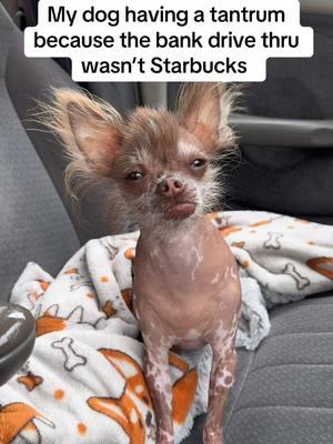 When you roll up to the drive-thru and realize… it’s NOT starbies. No pup cup? No peace. 🐾☕ #ChihuahuaTantrum #chihuahuas #dogreels #funny #pupcup #dogs #pupachino #starbies #funny #fypツ #dogtok #hairlesschihuahua 