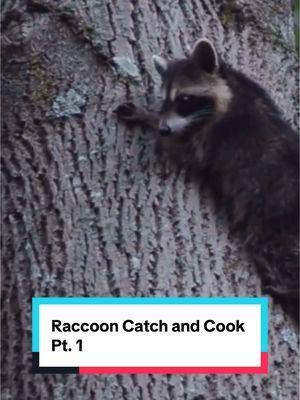 Would you eat Raccoon?? #raccoon #catchcleanandcook #catchandcook #hunting #trapping #fishing #livestock #beargrease #cooking #michigan #minnestoa #wisconsin #ice #kentucky #appalachia #meateater #beargrease #hunt #hunter #trump 