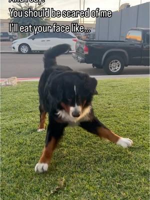 He’s a lover not a fighter!  #dogsofinstagram #californiadogs #cadogs #dogmemes #cutedogs #cutedog #dogcomedy #funnydog #Pupfluencer #funnyreels #puppiesofinstagram #dogreels #dailyfluff #bernese #bernesemountaindog #bernesemountaindogofinstgram #berners  #mycommunity  #instadaily #instalike #funnyvideo #music #vacation #mood #instadog #doglover #pets #petstagram