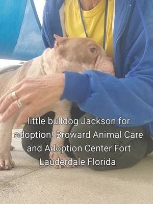 look at this little cutie! Jackson is adorable!! definitely visually impaired or blind in one eye🥺#Broward #southflorida #bullybreedsoftiktok #shelterdog #rescueismyfavoritebreed #volunteer #adoptdontshop #bullybreeds 