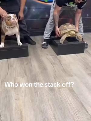 Who won the stack off?  🔥 🔥 🔥 🔥 🔥 🔥 🔥 🔥 🔥 #pitbull #pitbullsofinstagram #pitbullpuppy #pitbulllove #pitbulls #puppy #wildlife #rottweiler  #fit #beautiful  #bulldog #pitbullsofficial #Love #fight #englishbulldog #wildlife #frenchbulldog #dogsofinstagram #dogs #dog #Love #pitbullove #nature #puppies #pitbullinstagram #pitbullterrier #lion I’m #instagood #animal #americanbully