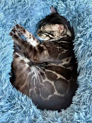 Rinn found his purr-fect cozy spot with his new #rabbitgoo pet bed! 🐾✨  Thanks to @rabbitgoopets for giving us the comfiest bed that’s Bengal-approved. Ready for more naps and snuggles than ever!