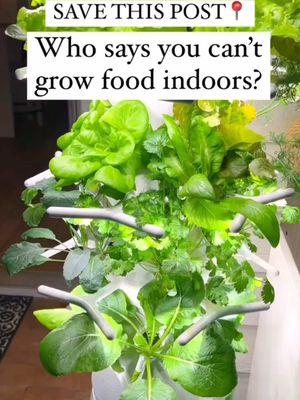 SAVE THIS POST📍 Who says you can’t grow food indoors?🌱 For details: 🔗 https://linktr.ee/Soulfoodsessionswithniya 🥬Hydroponics system is a great alternative to growing your own food indoors, especially with it being cold outside here in zone 8🥶 20 degrees!  🥬You can grow a diverse mix of veggies, herbs, greens, and edible flowers. It’s a compact, 20-plant indoor edition of our self-watering and self-fertilizing hydroponic system. 🙌🏾 🥬Here’s what’s growing in the video:  Dill Cilantro  Fennel Lola Rosa lettuce  Italian Parsley Blue kale Bel Foire Radicchio  Oregano Thyme  Classic Butter Lettuce  *I’m using the Indoor Farmstand Nook  @Lettuce Grow  #gardentalk #hydroponics #gardeningwithniya #organicgardening #gardening