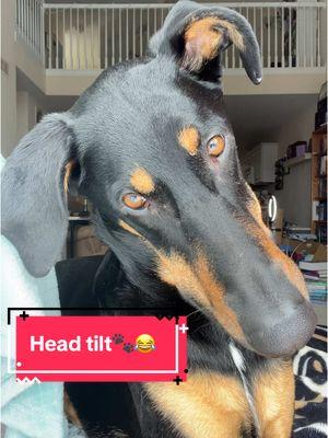 Head just kept tilting farther 😂🐾  #bethanyandonyx #headtilt #dogheadtilt #dogsoftiktok #doberman #germanshepherd #rescuedog #adoptdontshop #dogmom 