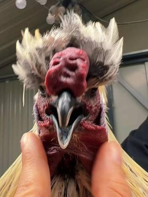 Rooster or anatomy book? The world may never know  - - - #rooster #comedy #spreaditopen #flick #chickens #funny #farm #fyp #share #joke #laugh #Love #chicken #farmlife #PetsOfTikTok #trending #trend #creatorsearchinsights #funnyanimal #animalsoftiktok #animal #chickensoftiktok 