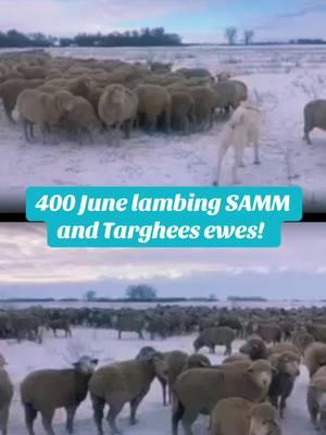 In Towner, ND. Great group of 4-5 year old ewes for sale. June lambing SAMMs and Targhee #sheep #wool #sheeptok #ranching #northdakota #sheeplove #ranchlife #ranchtok #forsale #agriculture #queen #fatbottomedgirls #