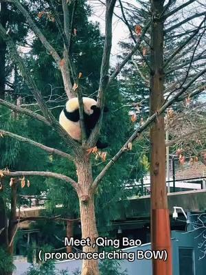 #LIVEhighlights #TikTokLIVE #LIVE #giantpanda #panda #QingBao #qingbao #qingbaopanda #dc #smithsonianzoo 